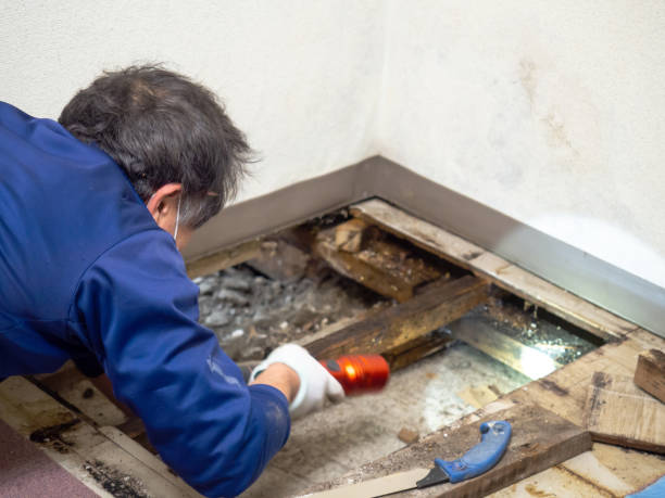 Best Mold Testing  in Tyler, TX
