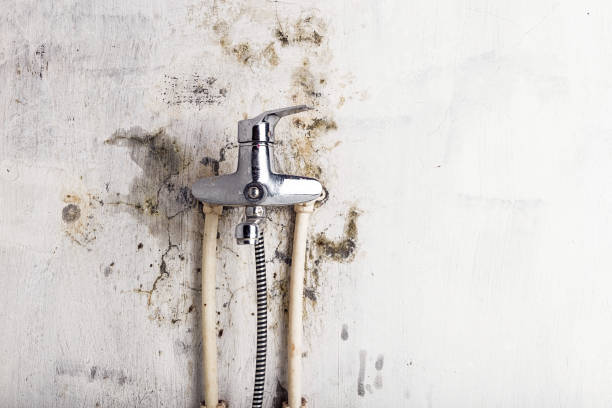 Best Mold Remediation  in Tyler, TX