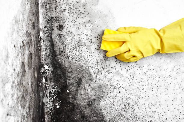 Best Certified Mold Removal  in Tyler, TX