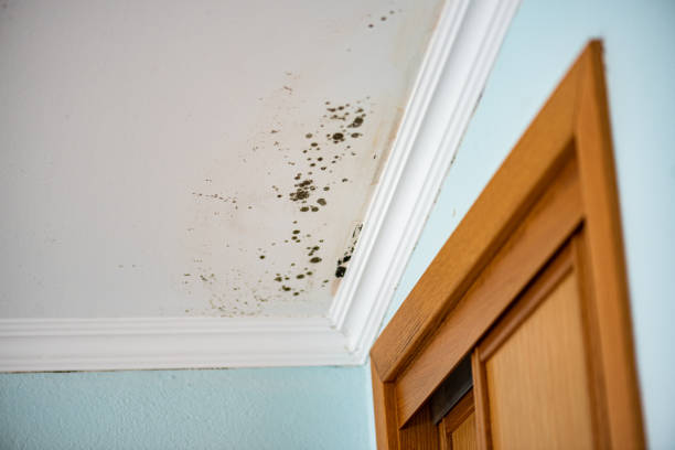 Best Residential Mold Removal  in Tyler, TX