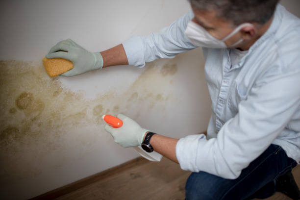 Tyler, TX Mold Removal Company