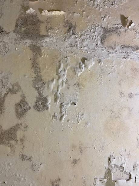 Best Mold Damage Repair  in Tyler, TX