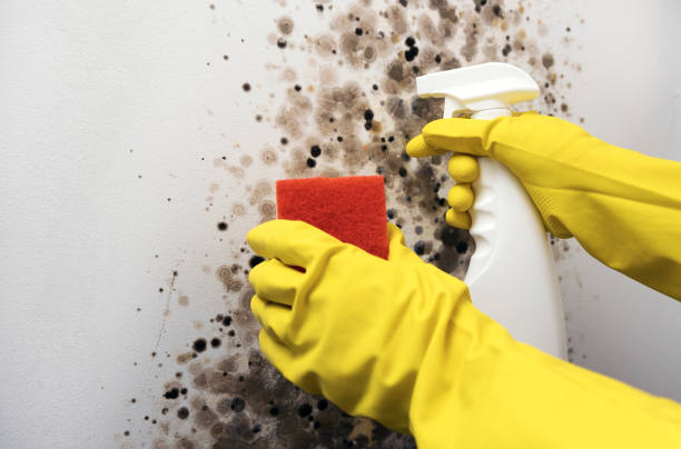 Best Commercial Mold Removal  in Tyler, TX