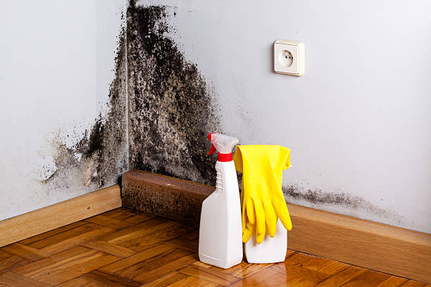 Best Professional Mold Removal  in Tyler, TX