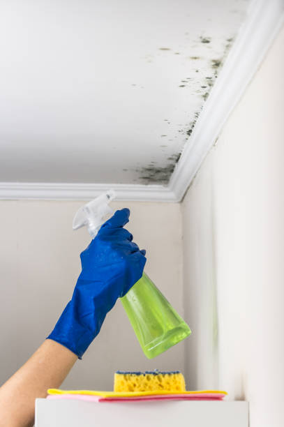 Best Local Mold Removal Service  in Tyler, TX
