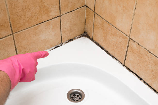 Best Mold Remediation  in Tyler, TX