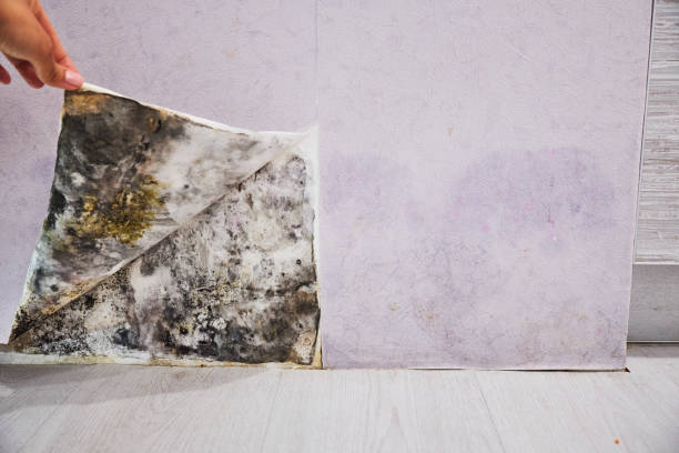 Best Certified Mold Removal  in Tyler, TX